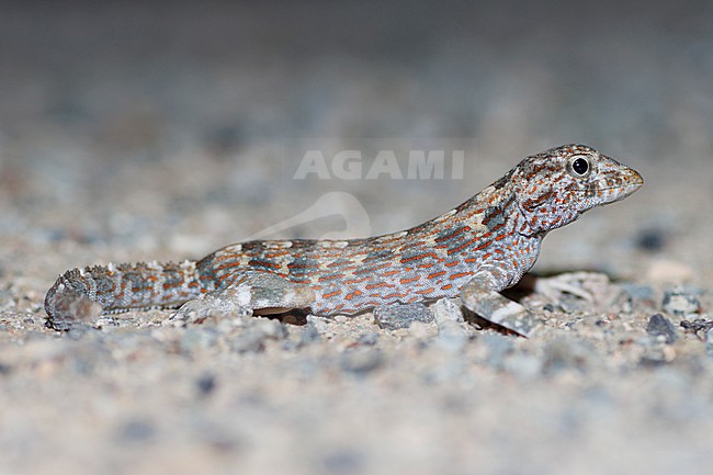 Carter's Rock Gecko (Pristurus carteri) taken the 22/02/2023 at Ach-Charqiya - Oman. stock-image by Agami/Nicolas Bastide,