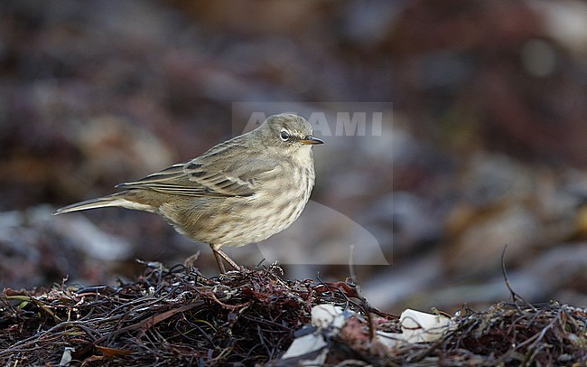 Wintering Rock Pipit (Anthus petrosus littoralis) standing on the shore at Helsingør in Denmark. stock-image by Agami/Helge Sorensen,