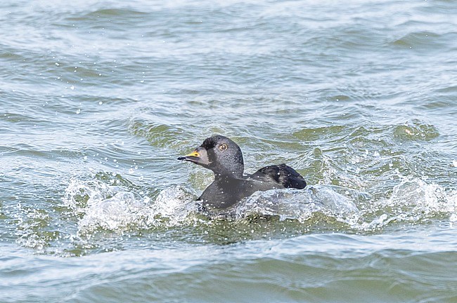 Male Common Scoter (Melanitta nigra) landing in the water of the North sea at the zuidpier of IJmuiden, Netherlands. stock-image by Agami/Marc Guyt,