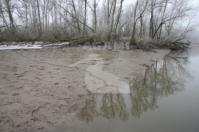 Low tide at NP de Biesbosch Netherlands, Laagwater in NP de Biesbosch Nederland stock-image by Agami/Jacques van der Neut,