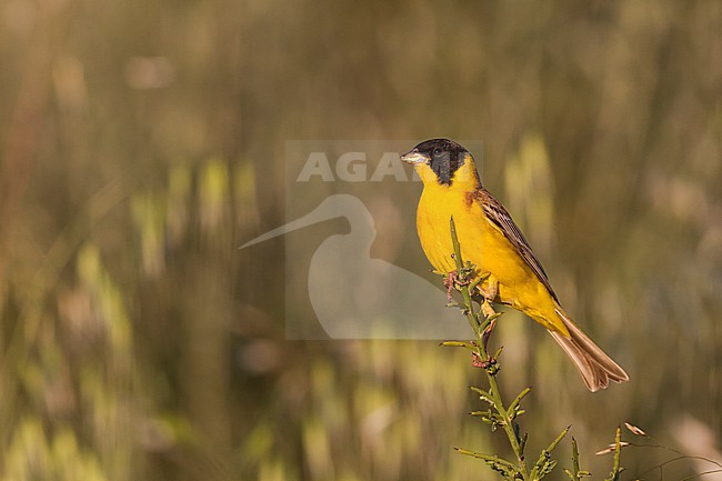 Black-headed Bunting - Kappenammer - Emberiza melanocephala, Cyprus, adult male stock-image by Agami/Ralph Martin,