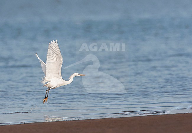 Chinese Egret (Egretta eulophotes) at Happy Island in eastern China during spring. stock-image by Agami/Marc Guyt,