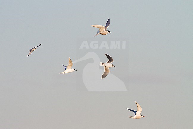 Mixed flock of migrating Little Gull, Hydrocoloeus minutus, Little Tern, Common Tern, Sandwich Tern stock-image by Agami/Menno van Duijn,