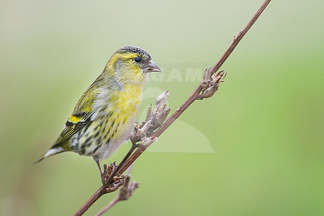 Eurasian Siskin - Erlenzeisig - Carduelis spinus, 1st cy male, Germany stock-image by Agami/Ralph Martin,