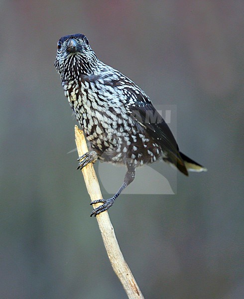 Spotted Nutcracker (Nucifraga caryocatactes) stock-image by Agami/Dick Forsman,