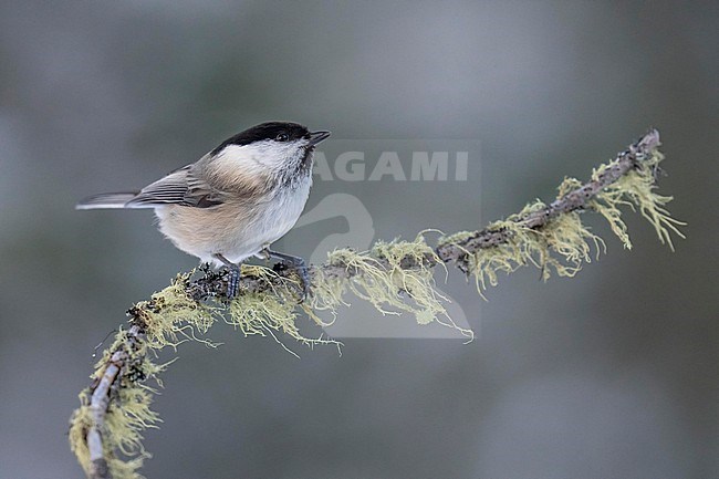 Willow Tit (Parus montanus) sitting on branches in alpine forest of Switzerland. stock-image by Agami/Marcel Burkhardt,