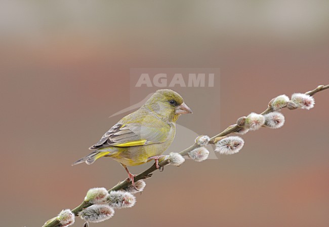 Groenling op een takje; European Greenfinch perched on a twig stock-image by Agami/Reint Jakob Schut,