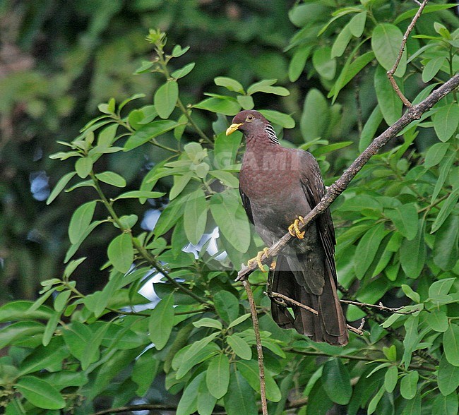 Comorenolijfduif, Comoro Olive-Pigeon, Columba pollenii Schlegel stock-image by Agami/Pete Morris,