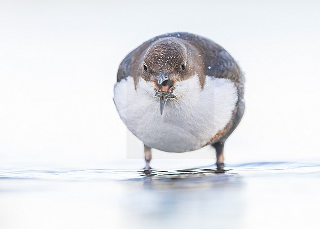 White-throated Dipper ssp cinlus (Cinclus cinclus cinclus, Black-bellied Dipper) stock-image by Agami/Lennart Verheuvel,