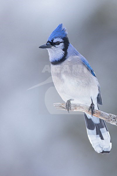 Blue Jay (Cyanocitta cristata) Perched on a branch in Minnesota stock-image by Agami/Dubi Shapiro,
