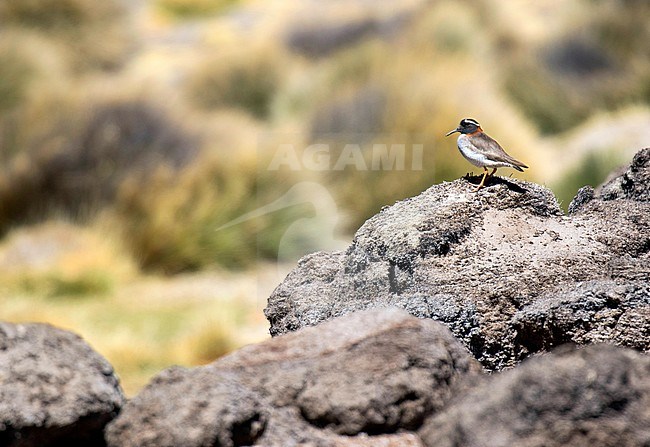 Diademed Sandpiper-Plover, Phegornis mitchellii, in Chile. In the habitat it prefers, mossy tundra, high-altitude grassland, bogs and swamps. stock-image by Agami/Dani Lopez-Velasco,