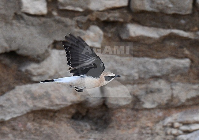 Western Black-eared Wheatear (Oenanthe hispanica) during late summer in Spain. stock-image by Agami/Laurens Steijn,