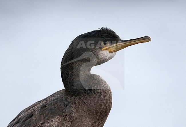 First-winter European Shag (Phalacrocorax aristotelis) wintering on inland location in the Netherlands. Portrait of bird up close. stock-image by Agami/Edwin Winkel,
