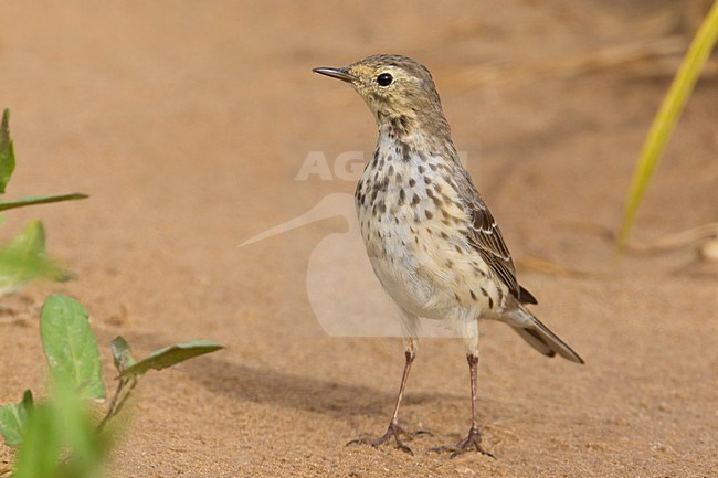Siberian Pipit (Anthus japonicus) standing on the ground in Kuwait. stock-image by Agami/Daniele Occhiato,