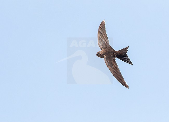 Plain Swift (Apus unicolor) in flight on island of Madeira. stock-image by Agami/Marc Guyt,