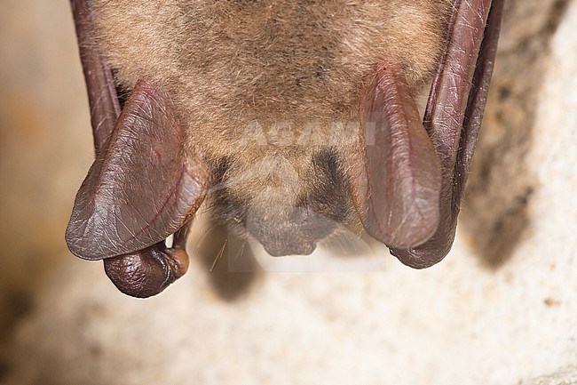 Greater Mouse-Eared Bat in hibernation stock-image by Agami/Theo Douma,