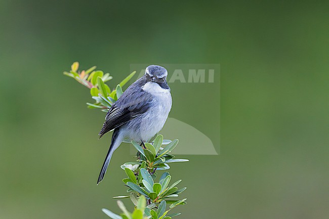 Male Grey Bush Chat, Saxicola ferreus, in foothills of Uttarakhand, northern India. stock-image by Agami/Marc Guyt,