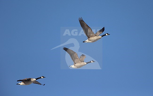 Canada Goose (Branta canadensis) in flight at Nivå, Denmark stock-image by Agami/Helge Sorensen,