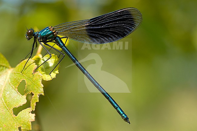 Mannetje Weidebeekjuffer, Male Calopteryx splendens stock-image by Agami/Wil Leurs,