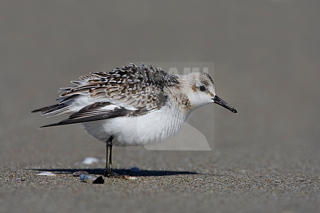 Juvenile Drieteenstrandloper op het strand; Juvenile Sanderling on the beach stock-image by Agami/Daniele Occhiato,