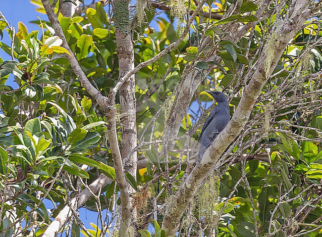 Black-shouldered Cicadabird (Edolisoma incertum) in West Papua, Indonesia. stock-image by Agami/Pete Morris,
