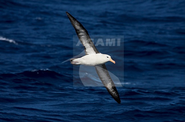Black-browed Albatross, Wenkbrauwalbatros, Thalassarche melanophrys stock-image by Agami/Marc Guyt,