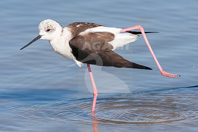 Black-winged Stilt (Himantopus himantopus) preening at the Skala Kalloni Salt Pans, on the island of Lesvos, Greece stock-image by Agami/Marc Guyt,