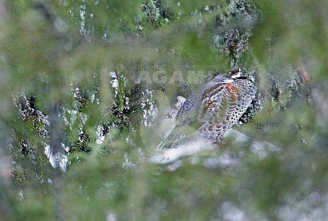 Hazelhoen in de winter; Hazel Grouse in winter stock-image by Agami/Markus Varesvuo,