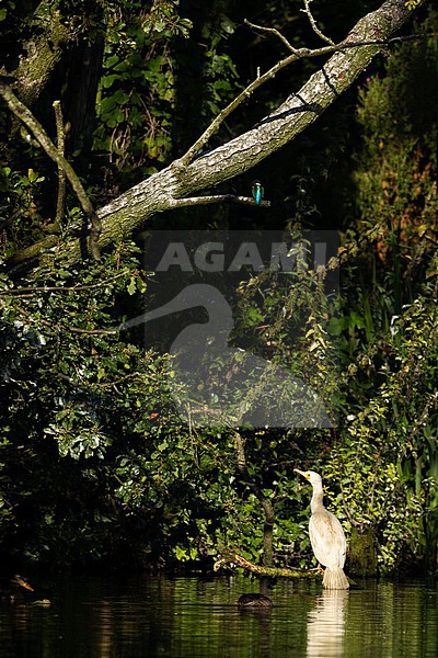  stock-image by Agami/Menno van Duijn,