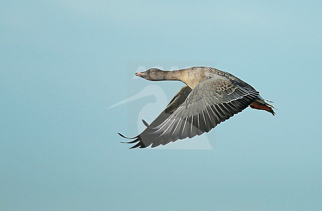 Tundra Bean Goose (Anser serrirostris), adult with much orange on the bill, in flight and seen from the side showing upperwing. stock-image by Agami/Fred Visscher,
