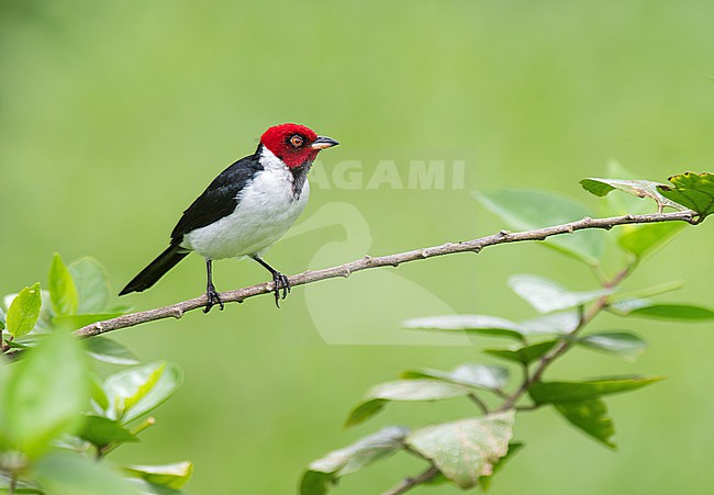 Red-capped Cardinal (Paroaria gularis) perched on a branch in Cusco, Peru, South-America. stock-image by Agami/Steve Sánchez,