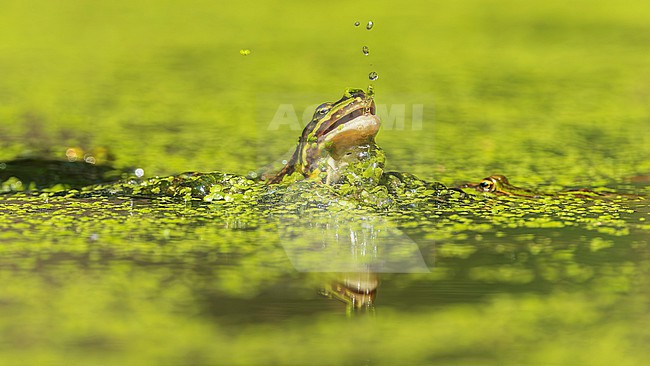 Green frog unknown, (Pelophylax spec.) catching a fly stock-image by Agami/Lennart Verheuvel,