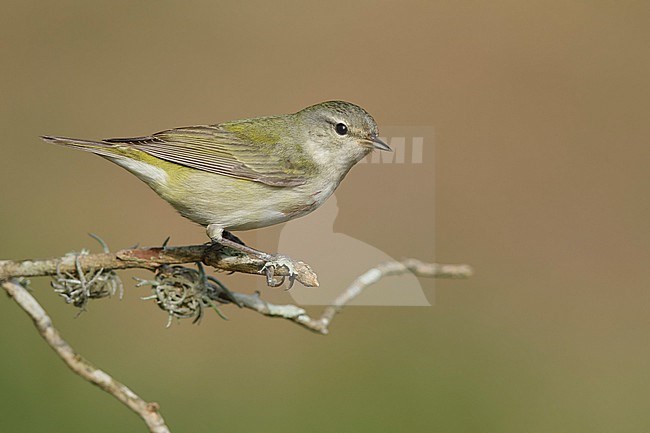 Adult male
Galveston Co., TX
May 2018 stock-image by Agami/Brian E Small,