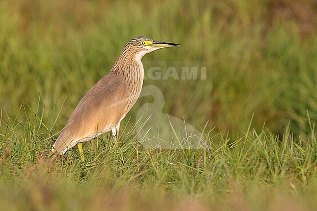 Squacco Heron (Ardeola ralloides), side view of an adult in winter plumage in Oman. stock-image by Agami/Saverio Gatto,