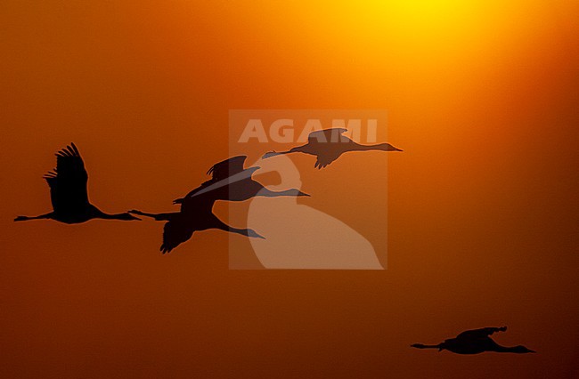 Wintering Hooded Cranes (Grus monacha) at Arasaki Crane Center, Izumi-shi, Kyushu, Japan. Five birds n flight, against the setting sun. stock-image by Agami/Marc Guyt,