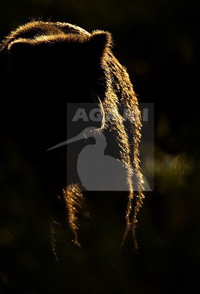 Wild Grizzly Bear (Ursus arctos) in North America stock-image by Agami/Danny Green,