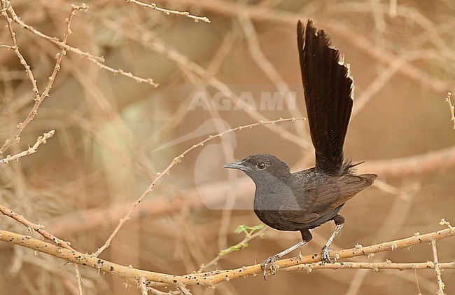 Black Scrub Robin (Cercotrichas podobe) in Saudi Arabia. stock-image by Agami/Eduard Sangster,