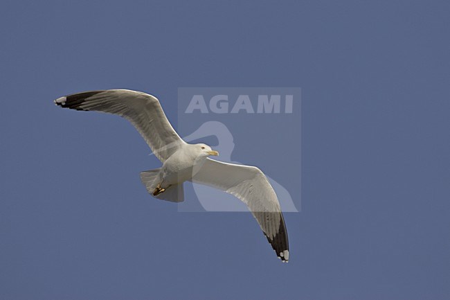 Yellow-legged Gull flying; Geelpootmeeuw vliegend stock-image by Agami/Daniele Occhiato,