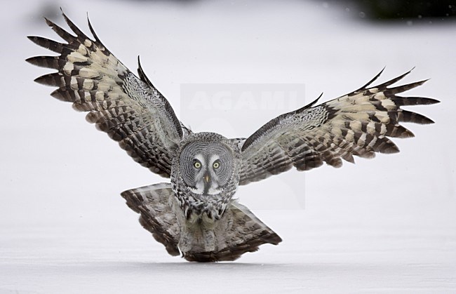 Laplanduil vliegend laag over besneeuwde grond; Great Grey Owl flying low over snowy ground stock-image by Agami/Jari Peltomäki,