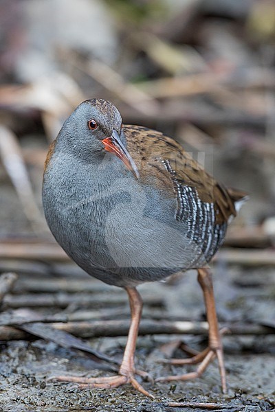 Adult Water Rail (Rallus aquaticus aquaticus) walking on the ground in a wetland in Germany. stock-image by Agami/Ralph Martin,