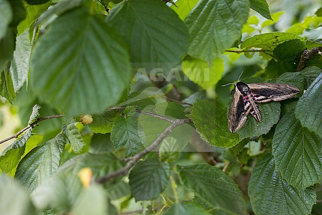 Sphinx ligustri - Privet hawk moth - Ligusterschwärmer, Germany (Baden-Württemberg), imago stock-image by Agami/Ralph Martin,