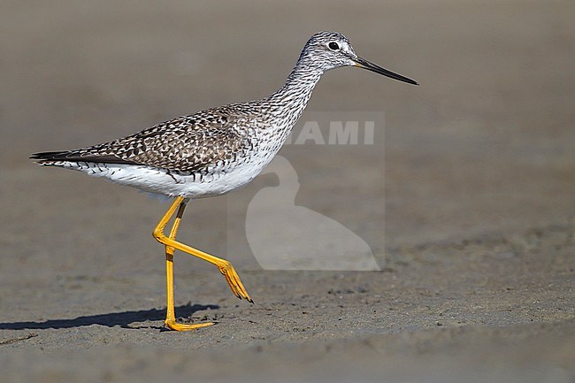 Adult breeding
Galveston Co., TX
April 2012 stock-image by Agami/Brian E Small,