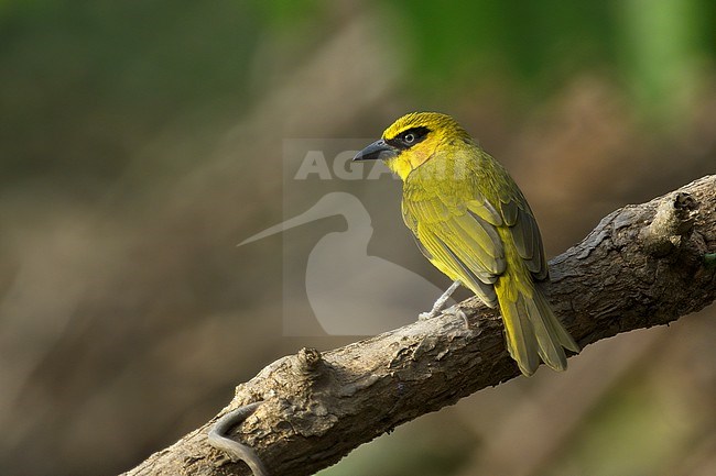 Olive-naped Weaver (Ploceus brachypterus) - formerly considered a subspecies of Black-necked Weaver (Ploceus nigricollis). Adult male showing upperparts in Gambia stock-image by Agami/Kari Eischer,