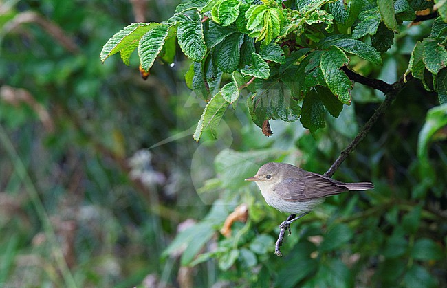  stock-image by Agami/Hugh Harrop,