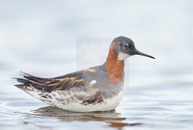 Red-necked Phalarope female (Phalaropus lobatus) Iceland June 2019 stock-image by Agami/Markus Varesvuo,