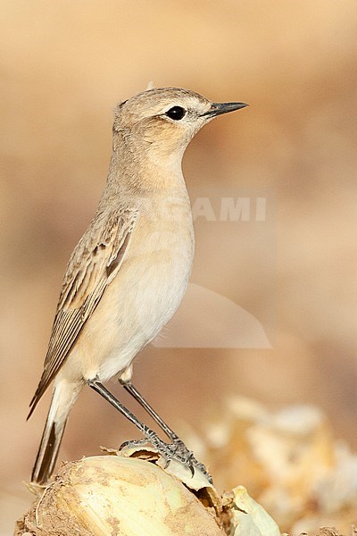 Isabelline Wheatear (Oenanthe isabelline) during spring migration in Israel. stock-image by Agami/Marc Guyt,