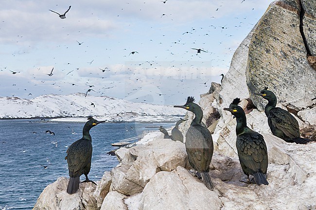 Adult European Shag (Phalacrocorax aristotelis aristotelis) in breeding colony in arctic northern Norway during breeding season. stock-image by Agami/Ralph Martin,