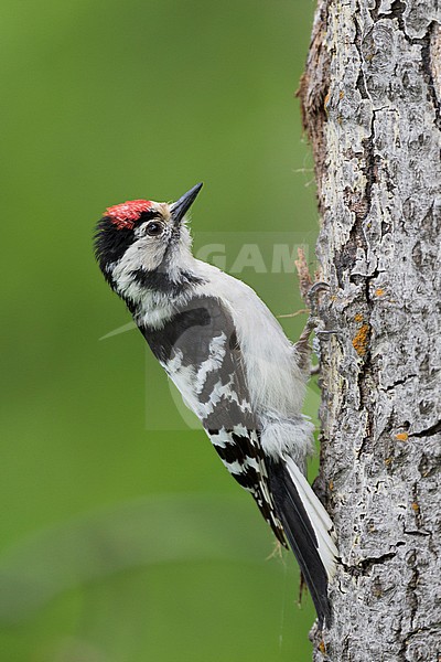 Lesser Spotted Woodpecker - Kleinspecht - Dryobates minor kamtschatkensis, Russia (Jekaterinburg), adult, male stock-image by Agami/Ralph Martin,