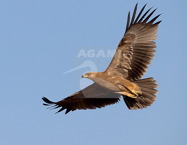 Tawny Eagle (Aquila rapax) in Kenya. stock-image by Agami/Tomi Muukkonen,