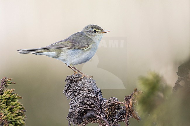 Willow Warbler - Fitis - Phylloscopus trochilus ssp. acredula, Russia (Ural) stock-image by Agami/Ralph Martin,